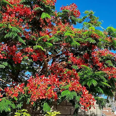 Blue Bay Paradise - Front With Sea View Apartamento *