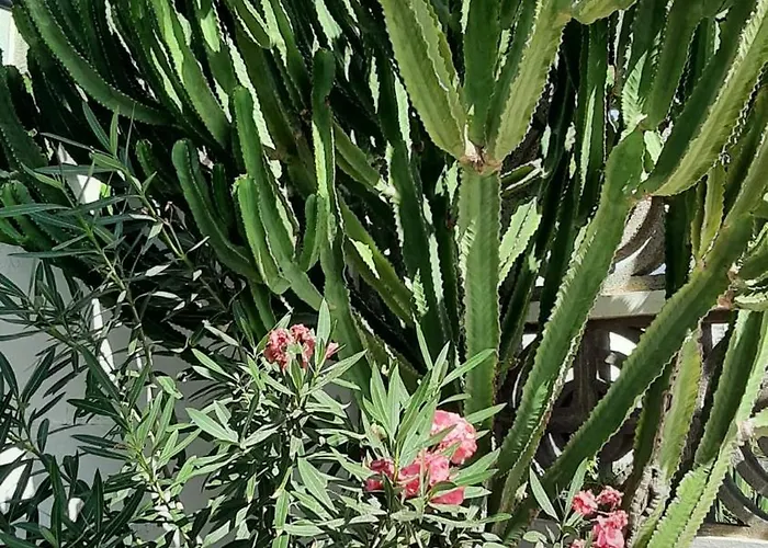 Blue Bay Paradise - Front With Sea View 公寓 帕莱索海滩